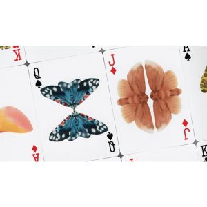 Foto MOTHS (Stripe Edition) by Matthew Palladino