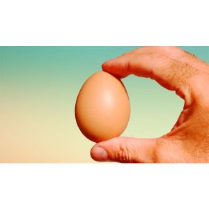 Foto Fake Egg Brown by Quique Marduk - Trick