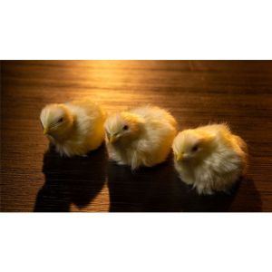 Foto THE FINAL LOAD (Baby Chicks) by Murphy's Magic