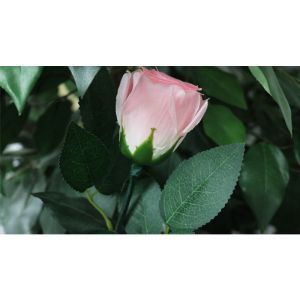 Foto Rose Light set RED by JL Magic - Trick (VT)