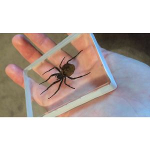 Foto Ominous Deck (Spider) by Diamond Jim Tyler - Trick